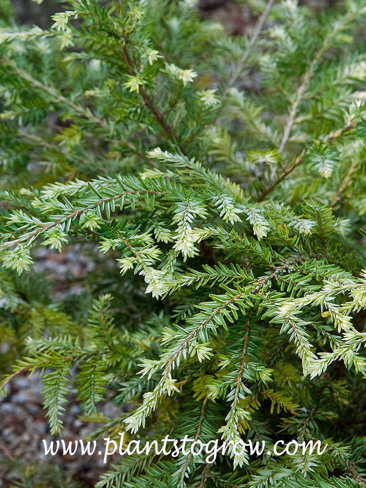 Moon Frost Canadian Hemlock (Tsuga canadensis) 
The white coloration is found on the tips of the branches.  I have seen may images of this plant on the internet and many had a total white coloration.  These plants were in a lot of shade and this could be the reason for less coloration.